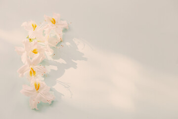 Fototapeta na wymiar beautiful white flowers on blue background in sunlight