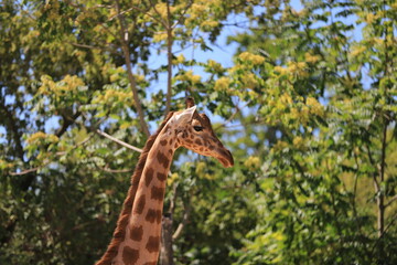 Girafe au soleil