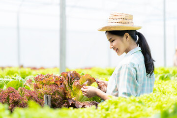 Asian female farmer holding basket full of fresh green salad on hydroponic farm Smart young woman or agronomist on organic farm Quality Control Inspection of Green Vegetable Products