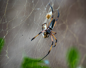 Seychelles palm spider eating a yellow wasp fallen in the web 5