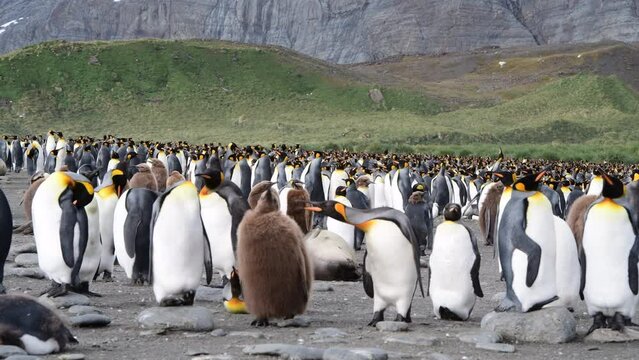 A giant King Penguin Colony at Gold Harbour, South Georgia Island. 