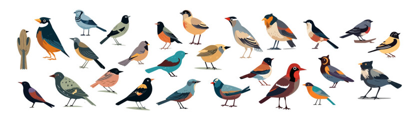 Set of bird, flat cartoon isolated on white background. Vector illustration