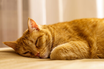 Ginger cat lying on bed