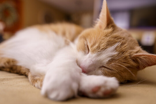 Ginger cat lying on bed