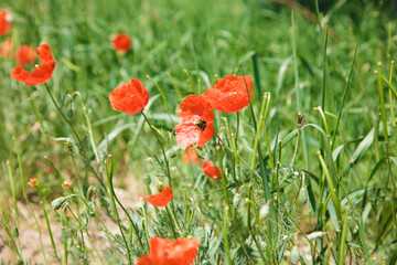 Field of poppies. Beautiful blooming red poppy flower on a background of green grass. natural background