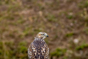 Red Tail Hawk