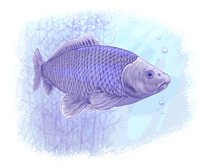 Vector illustration of a swimming fish. Carp drawing. Beautiful fish in a river, lake or sea.