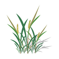 Vector illustration of grass isolated on white background. Flat style design.