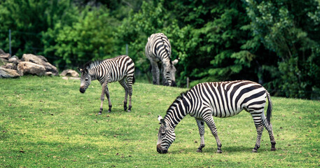Fototapeta na wymiar Grant's Zebras