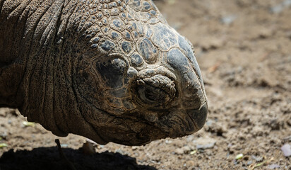 Fototapeta premium Galapagos Giant Tortoise