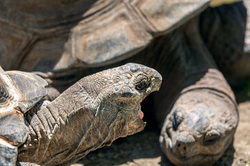 Galapagos Giant Tortoise
