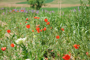 Field of poppies. Beautiful blooming red poppy flower on a background of green grass. natural background