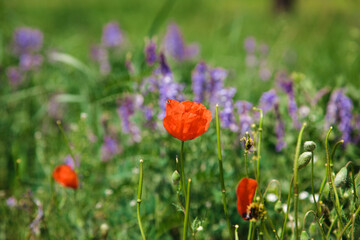 Field of poppies. Beautiful blooming red poppy flower on a background of green grass. natural background