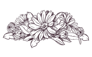 Drawing of the line of a calendula flower. Contour elements of floral design isolated on a white background, vector illustration. An ingredient for herbal tea, medicinal and cosmetic preparations. - obrazy, fototapety, plakaty
