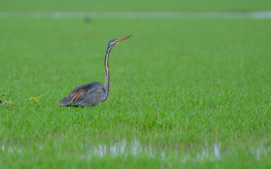 Purple Heron stand alone in grass field of wetland and also look for food.