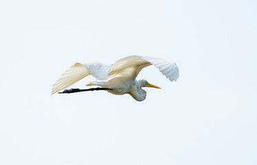 Great Egret, Ardea alba fly over clear blue sky to look for food and go back to habitat.