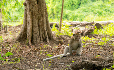 Young and little monkey sit with relax under the tree also look around to look for food near human house.