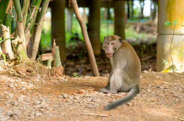 Monkey sit of the ground near human house and look at camera with wonder emotion.