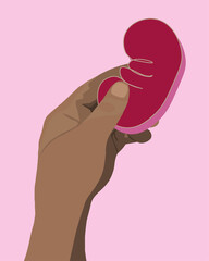 Vector isolated illustration of kidney donation. A human hand holds a kidney. Kidney transplantation. Kidney diseases.