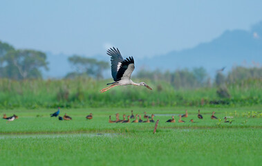 Obraz na płótnie Canvas Openbill stork fly alone over grass field to look for food and go back to it's habitat.