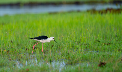 One black-winged stilt bird stand in  swamp and grass field to look for food in water in area of southern part in Thailand.