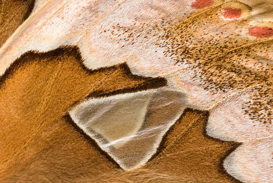 Colorful brown wings of butterfly with round spots