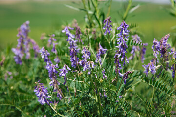 Mousepea close-up. Blue and purple flowers. Plant of the legume family. Valuable fodder and honey plant. Natural background of plants in the wild.