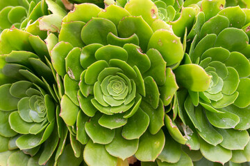 Fototapeta premium Green rosettes of succulent Aeonium arboreum endemic plant of Canary Islands. Tree aeonium or houseleek or Irish rose