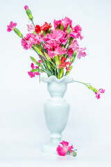 Pink carnations in a white vase, on a white background