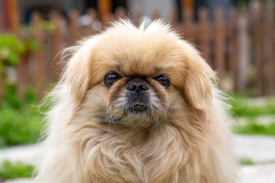 Pekingese dog cute pet animal