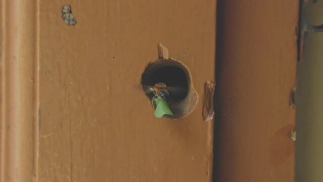 A leafcutter bee is carrying a cut leaf to build its nest during the winter