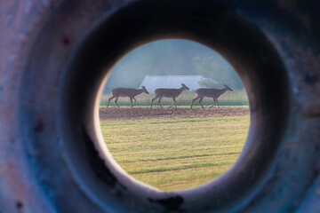 Fototapeta premium Three young bucks walk through a pasture framed by an old drainage pipe