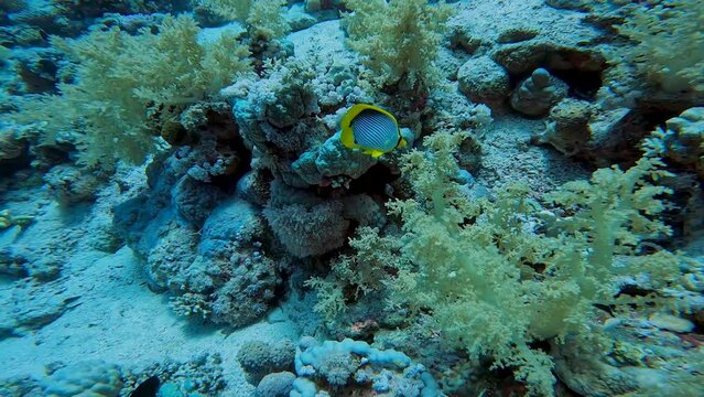 4k video of a Blackbacked Butterflyfish (Chaetodon melannotus) in the Red Sea, Egypt