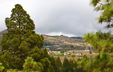 Obraz premium Beautiful view of the countryside around Ifonche mountain village with Canary pine trees, Tenerife,Canary Islands,Spain.Selective focus.