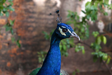 Headshot of a Beautiful Peacock in the Nature

