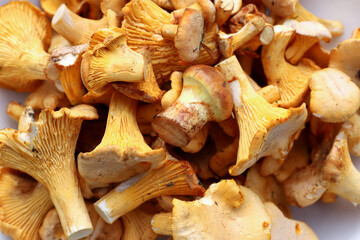 Golden chanterelle - a tasty edible mushroom
