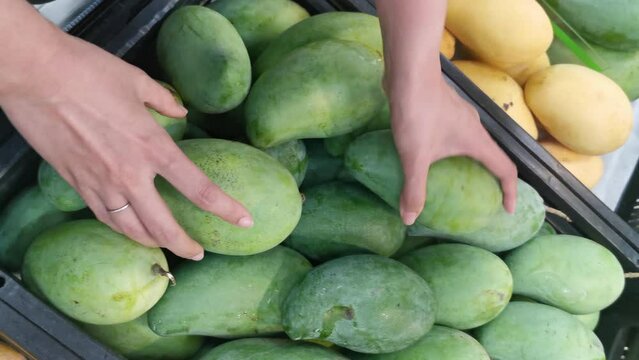 Hand picking, buying or choosing a fresh green mango from a grocery, store, shop, market, supermarket or mart. Concept of delivery fresh fruit. Tropical food. Purchase healthy fruit.
