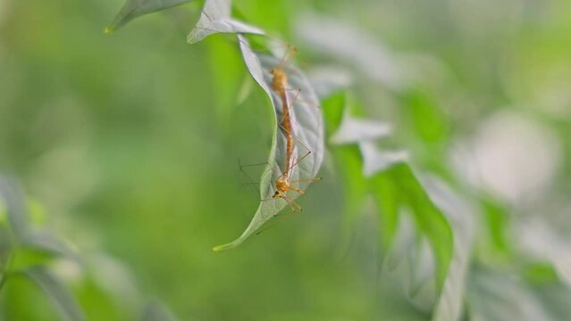 A macro view of tipula paludosa or marsh crane fly copulating on a leaf