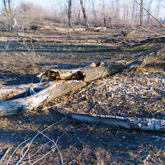 Dry and fallen trees in the forest. Ecological situation. Dead trees, dead wood