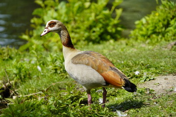 Egyptian goose (Alopochen aegyptiaca) is a member of the duck, goose, and swan family Anatidae. Hanover-Herrenhausen, May 29, 2023.