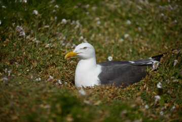 Goéland nid et petit