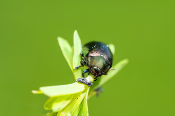 Macro shot of a small mint leaf beetle 