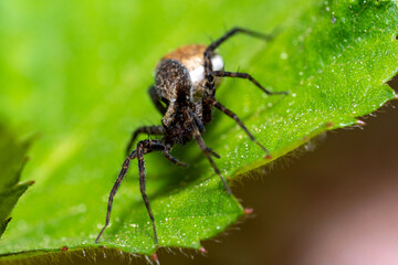 Macro photo of a wolf spider 
