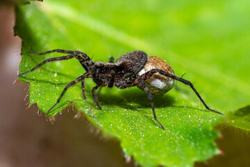Macro photo of a wolf spider 