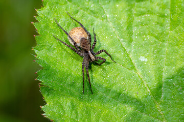 Macro photo of a wolf spider 