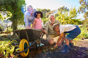 Grandchildren Helping Grandparents Working In Vegetable Garden Or Allotment With Barrow At Home