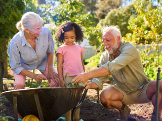 Granddaughter Helping Grandparents Working In Vegetable Garden Or Allotment With Barrow At Home