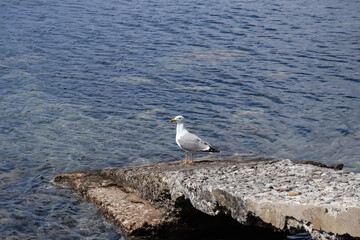 Fototapeta na wymiar Mediterranean sea and bay near Juan les Pins, French Riviera