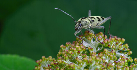 육점박이 범하늘소(Chlorophorus simillimus)	