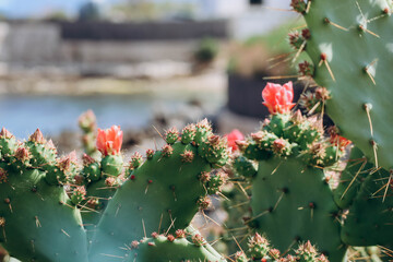 Prickly pear (Opuntia) that grows and blooms on the French Riviera, with the sea in the background